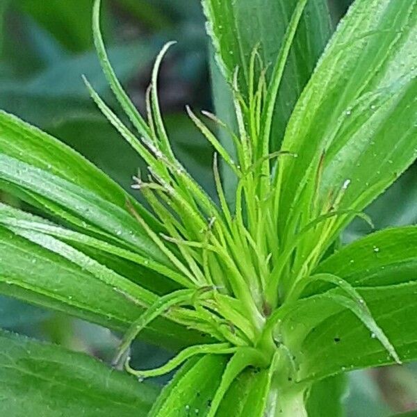 Dianthus barbatus Квітка