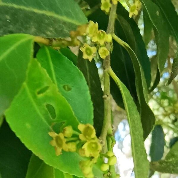 Maytenus guyanensis Fleur