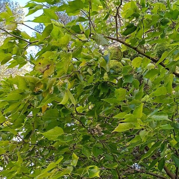 Maclura pomifera Ostatní