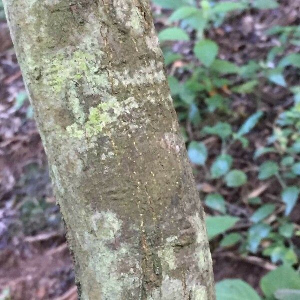 Calodendrum capense Bark