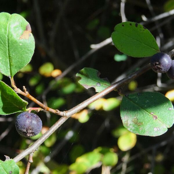 Cotoneaster nummularius Habit