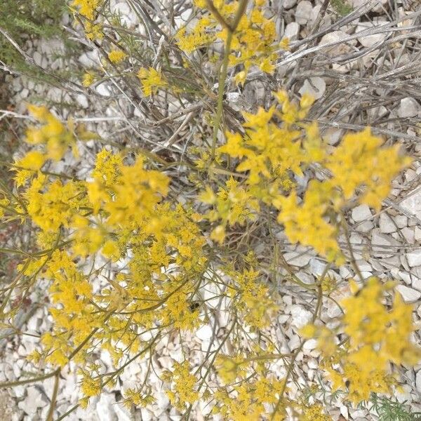 Bupleurum veronense 花