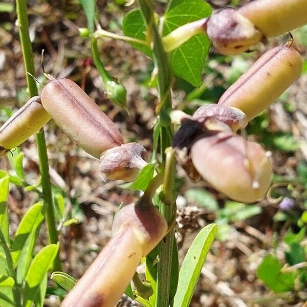 Crotalaria retusa Fruit