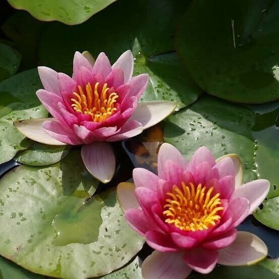 Nymphaea candida Flors