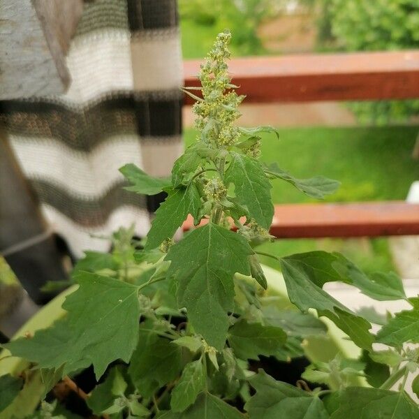 Chenopodium album 花