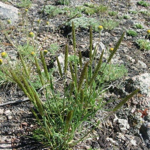 Koeleria macrantha Habit