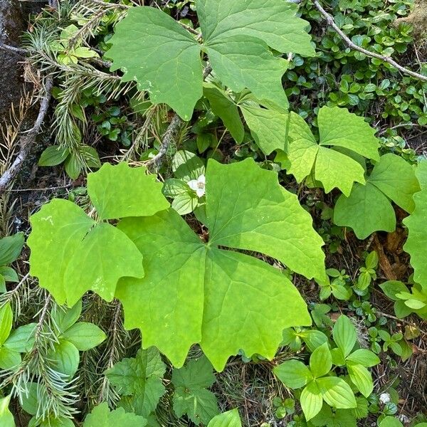 Achlys triphylla Lehti