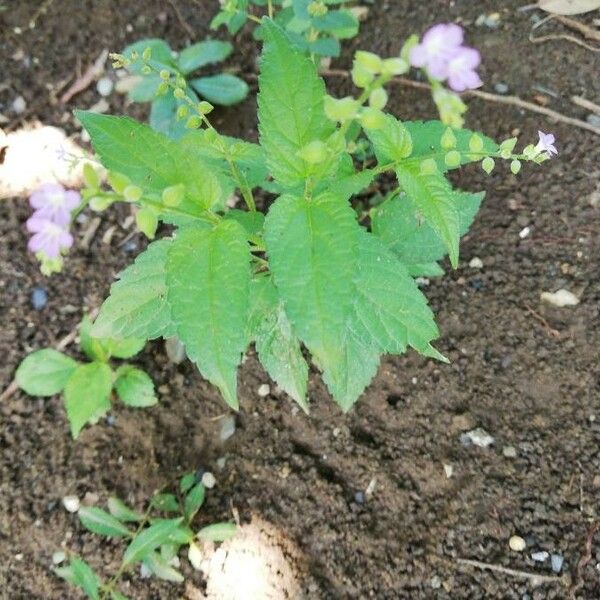 Scutellaria lateriflora Leaf