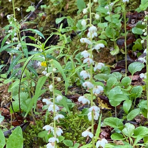 Pyrola rotundifolia Fleur