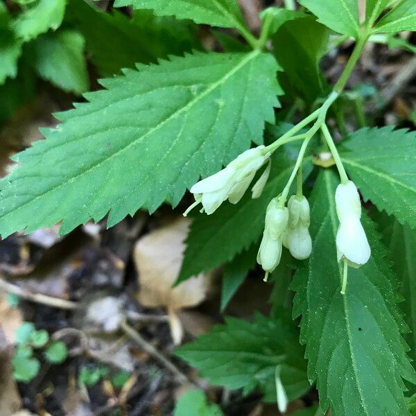 Cardamine enneaphyllos Flower