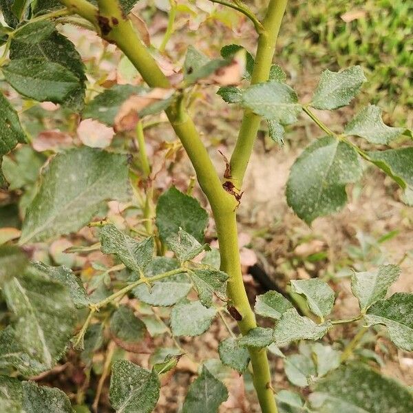 Rosa abietina 樹皮