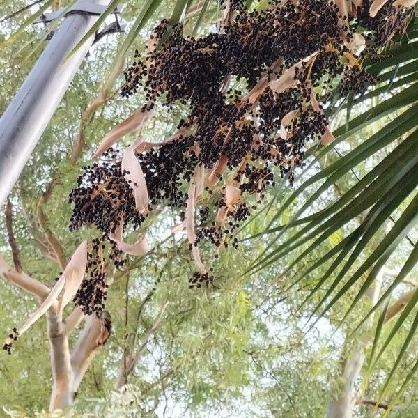 Washingtonia robusta Vaisius