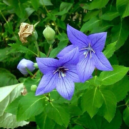 Platycodon grandiflorus Květ