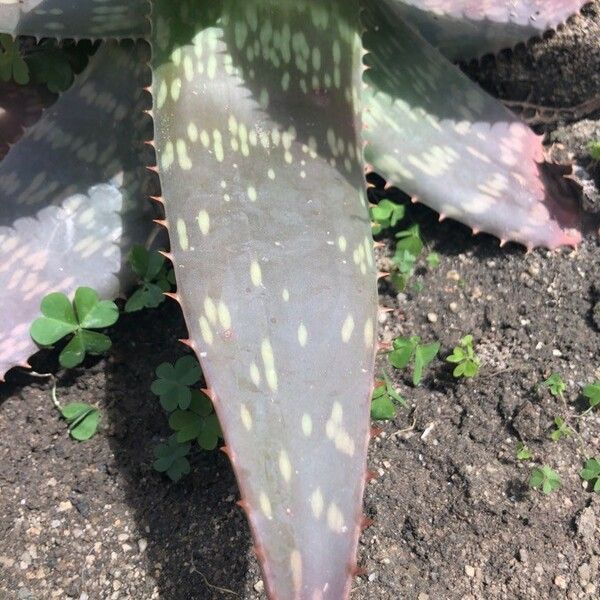 Aloe maculata 葉