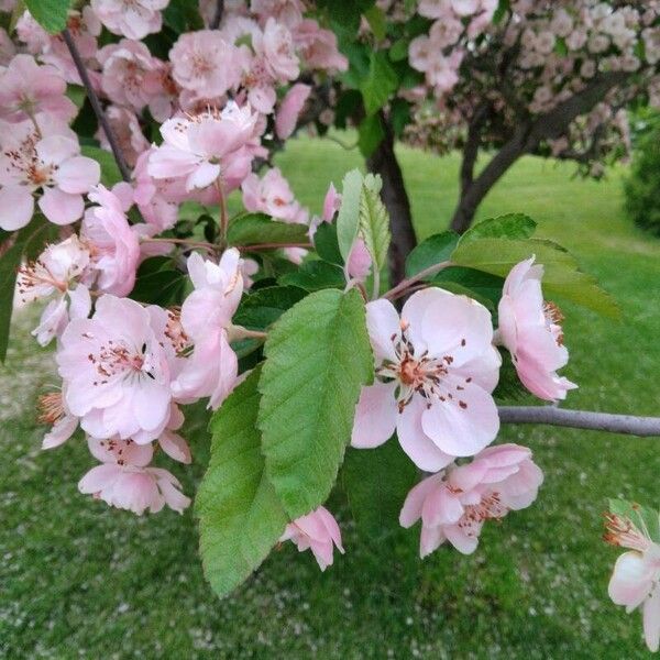 Malus coronaria Õis