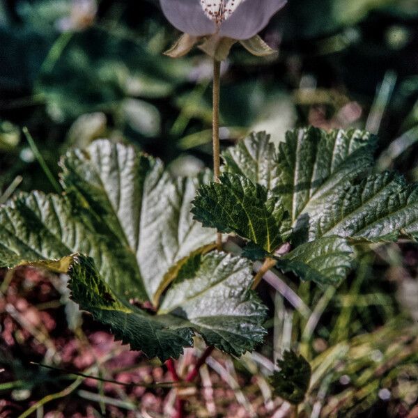 Rubus chamaemorus Lehti