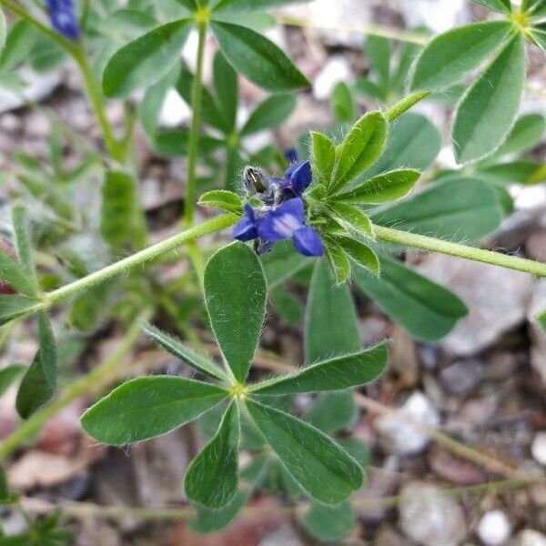 Lupinus micranthus Floro