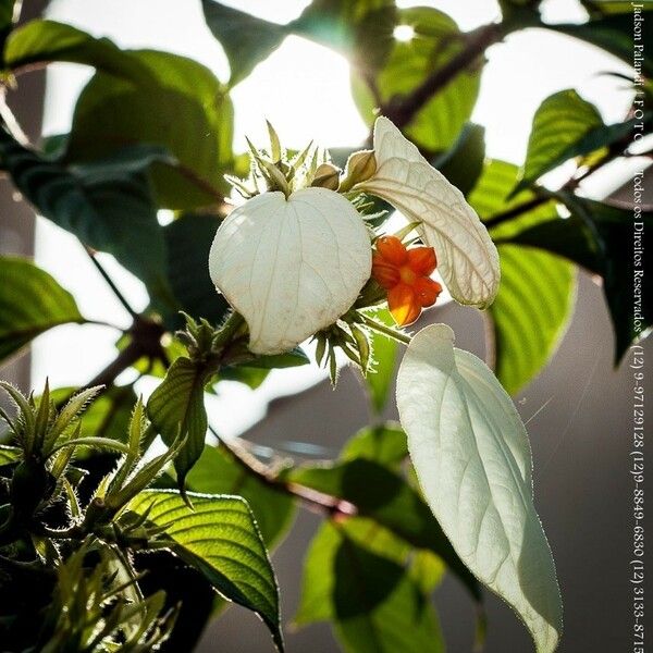 Mussaenda frondosa Çiçek