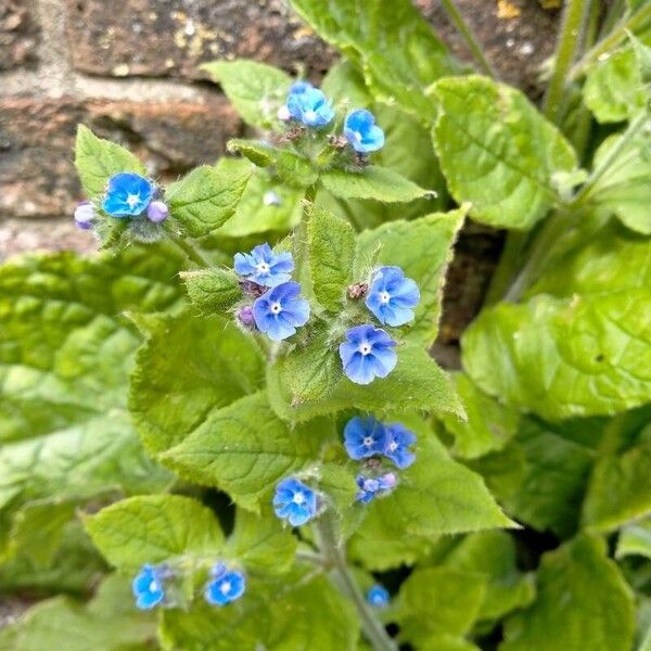 Pentaglottis sempervirens Flower