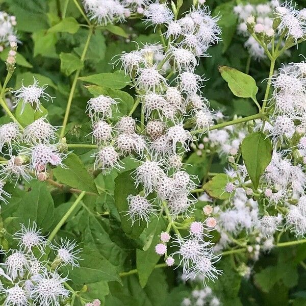 Chromolaena odorata Blüte