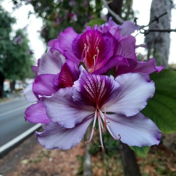 Bauhinia variegata Květ