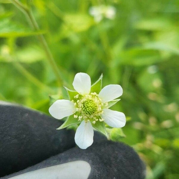 Geum laciniatum Flower