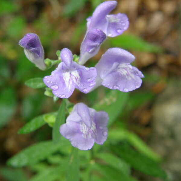 Scutellaria integrifolia Λουλούδι