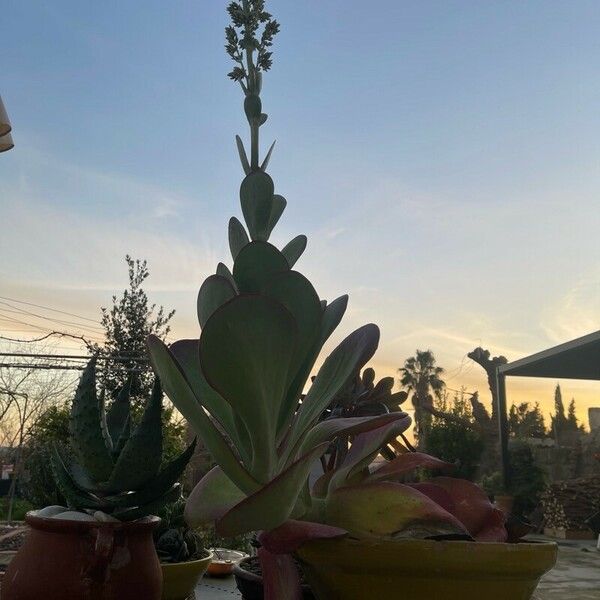 Kalanchoe tetraphylla Blad