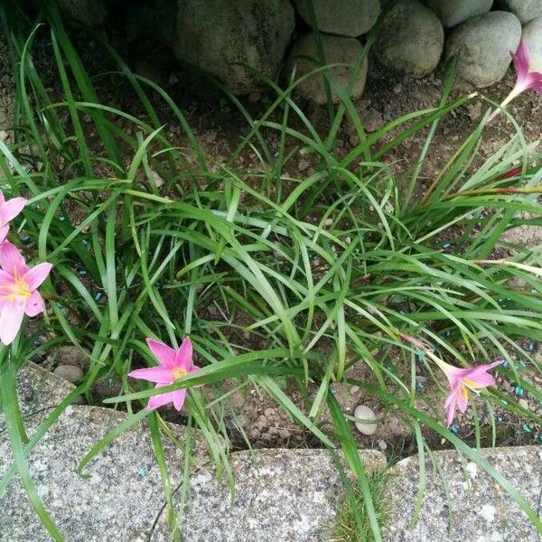 Romulea rosea Hoja