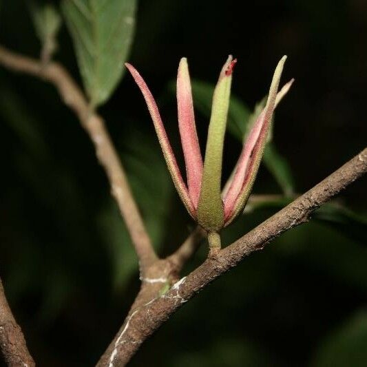 Ryania speciosa Flower