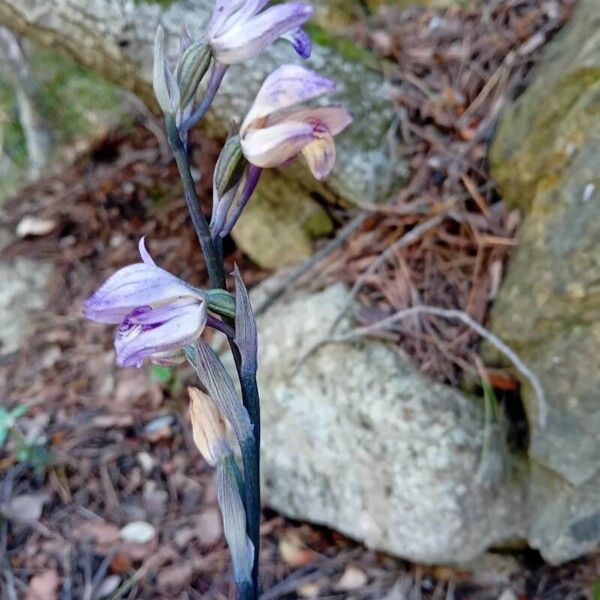 Limodorum abortivum Flower