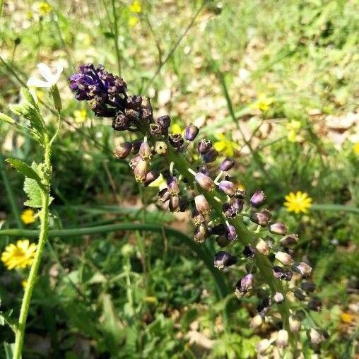 Muscari comosum Цвят