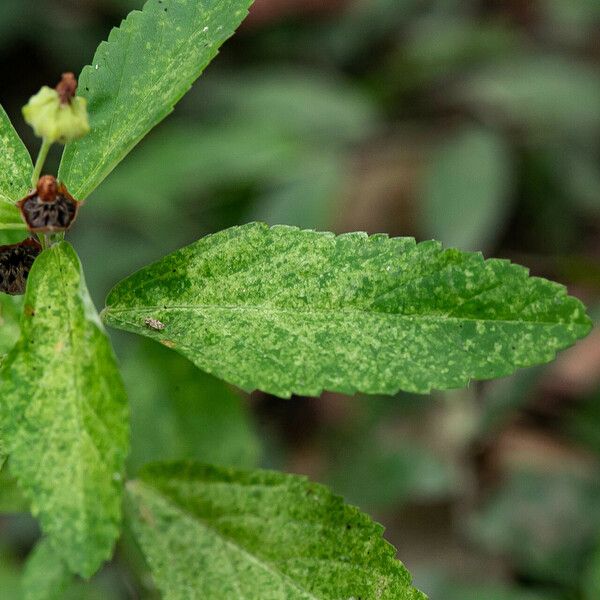 Sida rhombifolia Folla