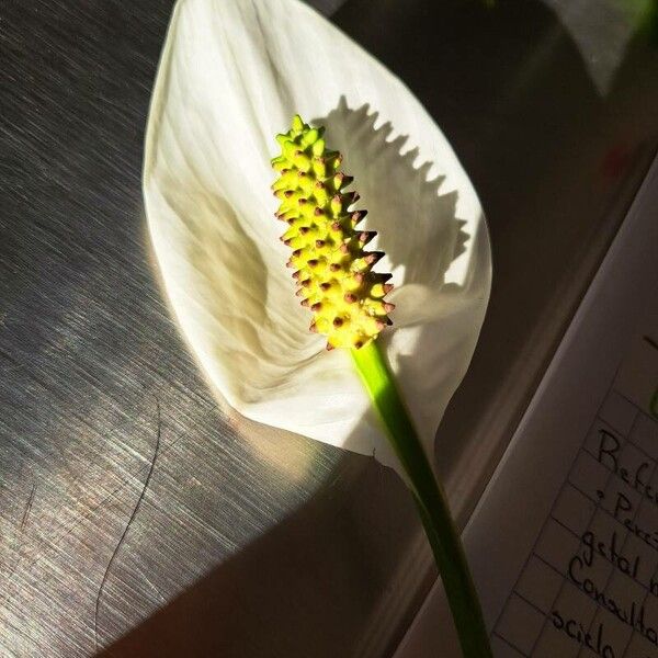 Calla palustris Flower