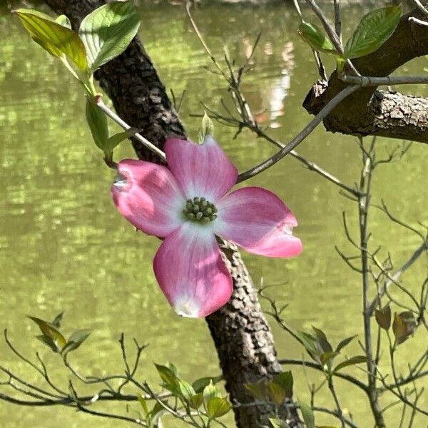 Cornus florida Cvet