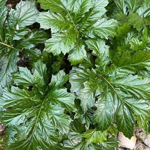 Acanthus spinosus Folio