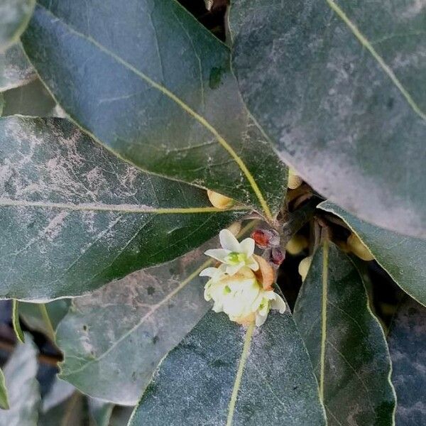 Laurus nobilis Flors