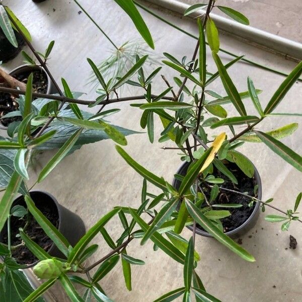 Barleria lupulina Leaf