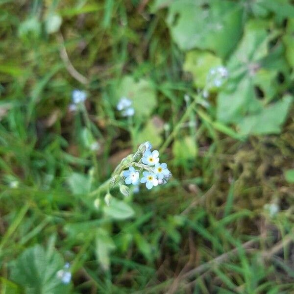 Myosotis stricta Blomma