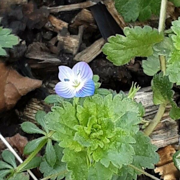 Veronica polita Floare