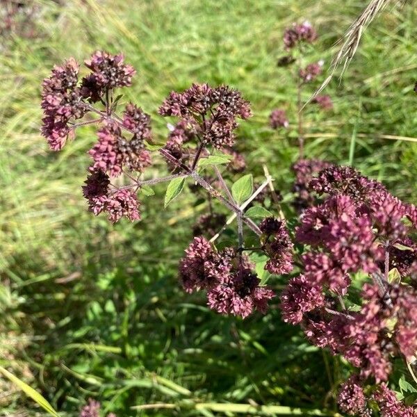 Origanum vulgare Květ