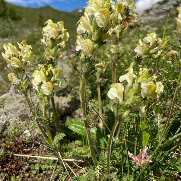 Pedicularis tuberosa Kvet