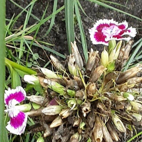 Dianthus barbatus Квітка