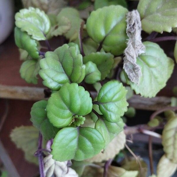 Plectranthus verticillatus Blatt