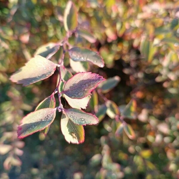 Spiraea trilobata Blad