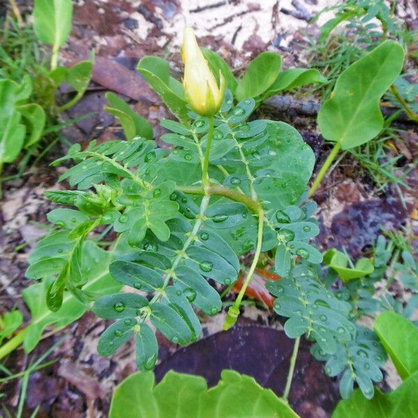 Tribulus cistoides Folha