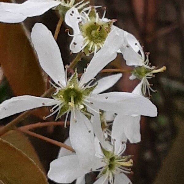 Amelanchier × lamarckii ফুল