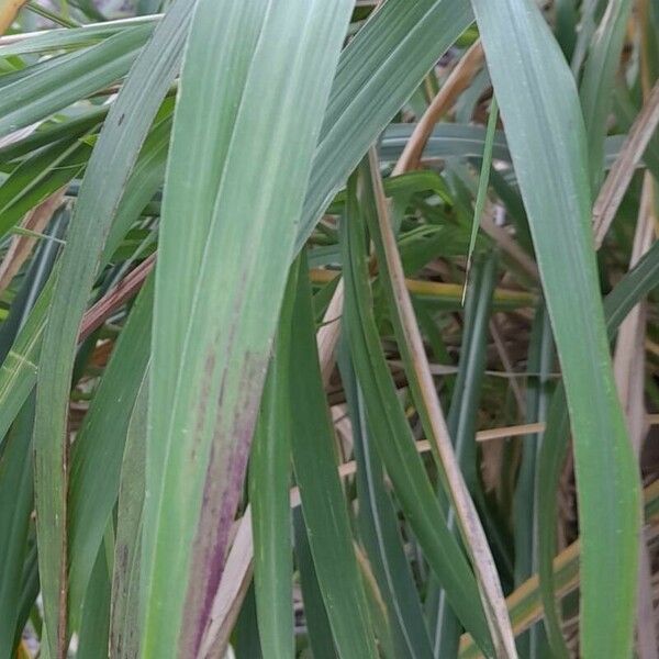 Cenchrus purpureus Leaf