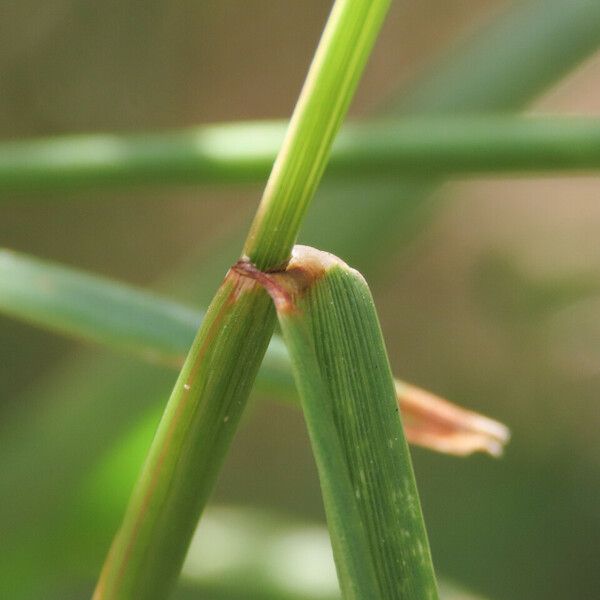 Lolium perenne Bark