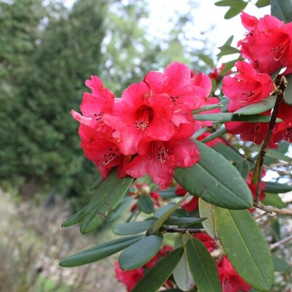 Rhododendron neriiflorum Flower